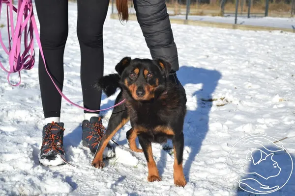 Pies do adopcji, Chełmek, 16 grudnia 2025