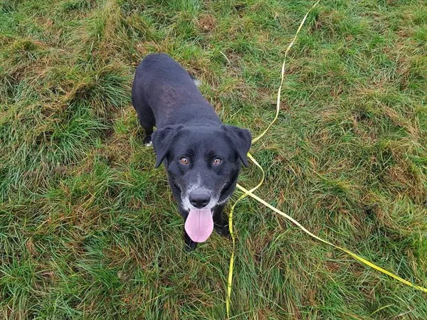 Pies do adopcji, Choszczno, 29 grudnia 2025