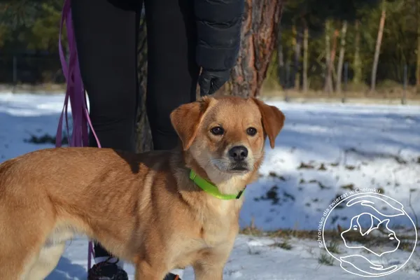 Pies do adopcji, Chełmek, 10 grudnia 2025