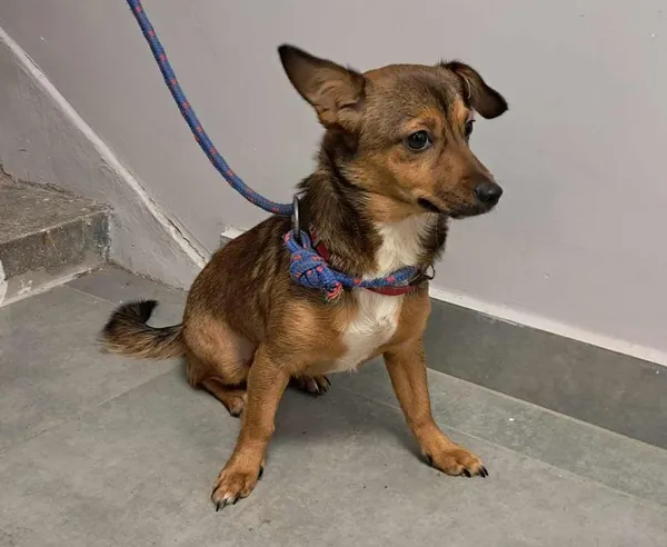 Znaleziono psa, Toruń, 31 grudnia 2025