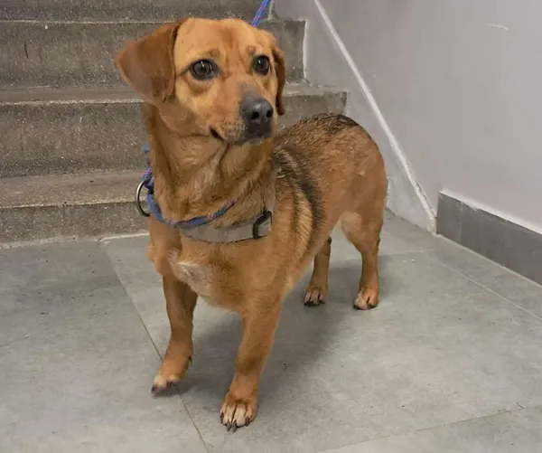 Znaleziono psa, Toruń, 31 grudnia 2025