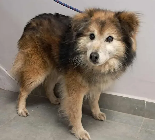 Znaleziono psa, Toruń, 31 grudnia 2025