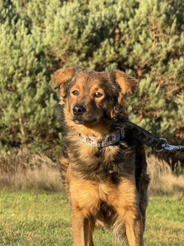 Pies do adopcji, Pieczyska, 2 stycznia 2026 (2/5)