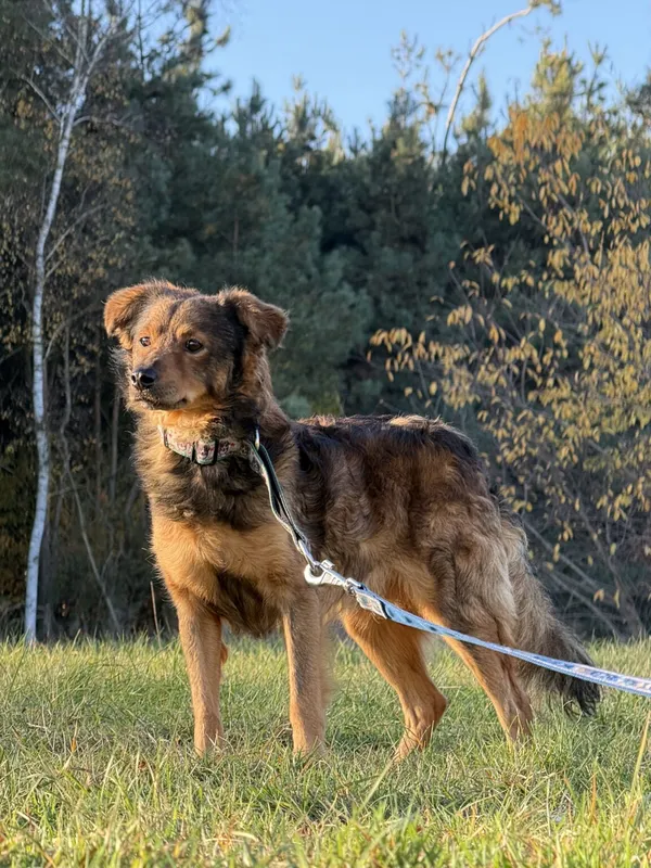 Pies do adopcji, Pieczyska, 2 stycznia 2026 (3/5)