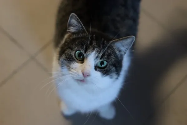 Kot do adopcji, Dłużyna Górna, 3 stycznia 2026 (1/5)