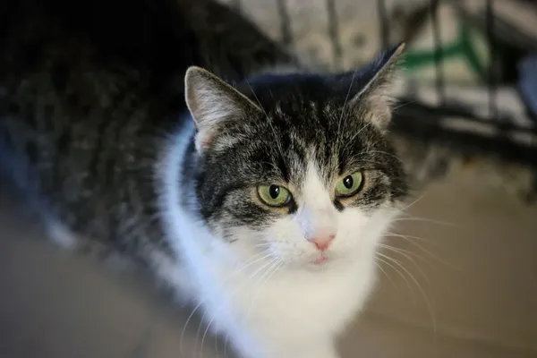 Kot do adopcji, Dłużyna Górna, 3 stycznia 2026 (3/5)