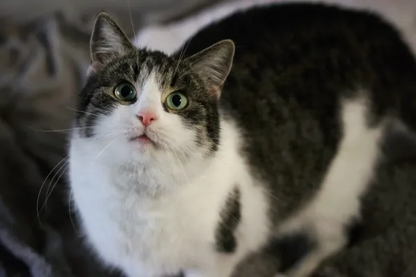 Kot do adopcji, Dłużyna Górna, 3 stycznia 2026 (4/5)