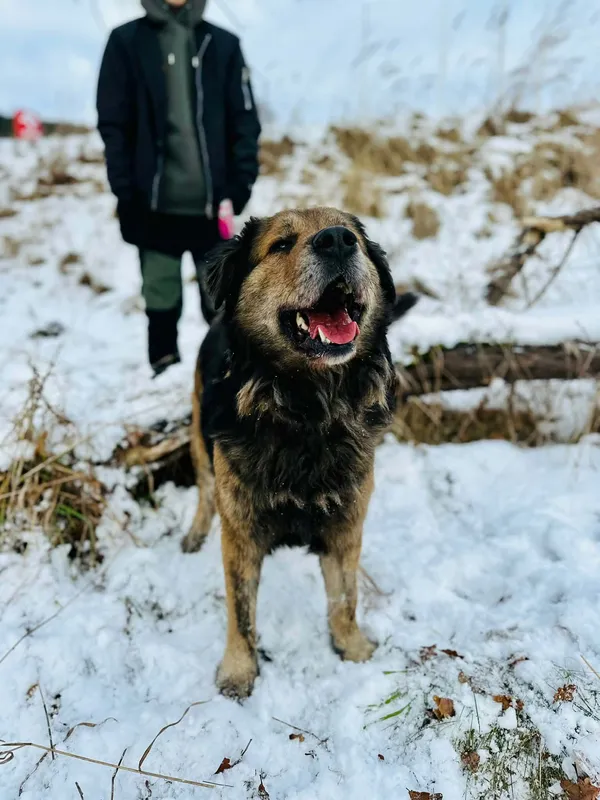 Pies do adopcji, Jelenia Góra, 22 listopada 2025 (3/3)