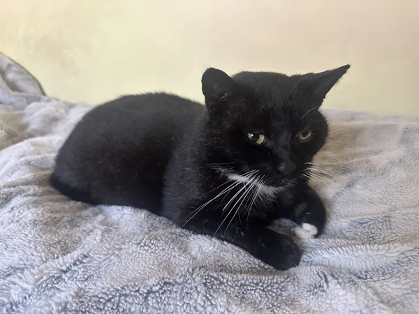 Zaginął kot, Łódź, 3 stycznia 2026