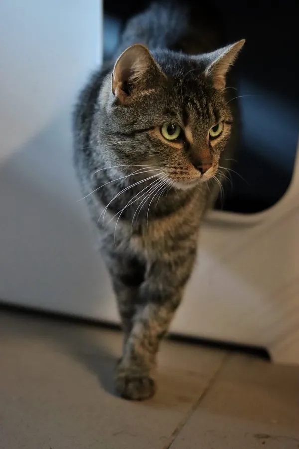 Kot do adopcji, Dłużyna Górna, 3 stycznia 2026 (1/5)