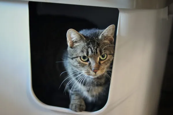 Kot do adopcji, Dłużyna Górna, 3 stycznia 2026 (2/5)