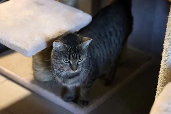 Kot do adopcji, Dłużyna Górna, 3 stycznia 2026 (3/5)