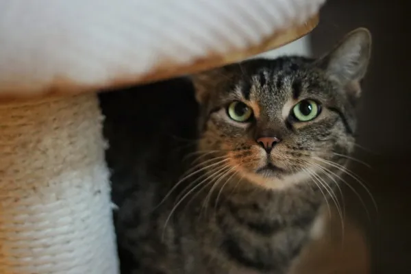 Kot do adopcji, Dłużyna Górna, 3 stycznia 2026 (4/5)