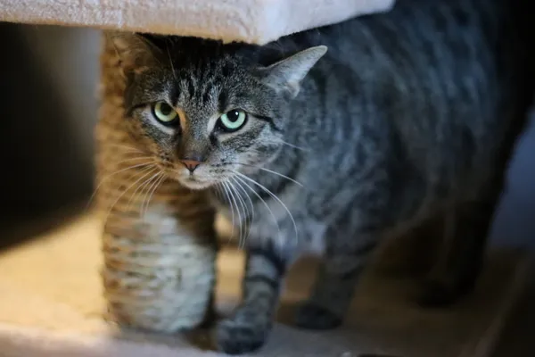 Kot do adopcji, Dłużyna Górna, 3 stycznia 2026 (5/5)