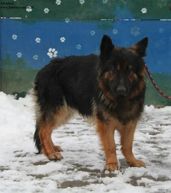 Pies do adopcji, Nowy Dwór Mazowiecki, 3 stycznia 2026 (1/5)