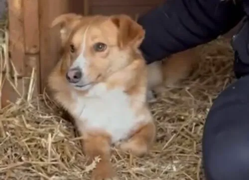 Pies do adopcji, Głowno, 3 stycznia 2026 (2/3)