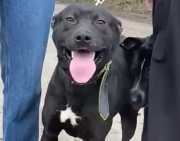 Pies do adopcji, Głowno, 3 stycznia 2026 (2/4)