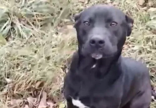 Pies do adopcji, Głowno, 3 stycznia 2026 (3/4)