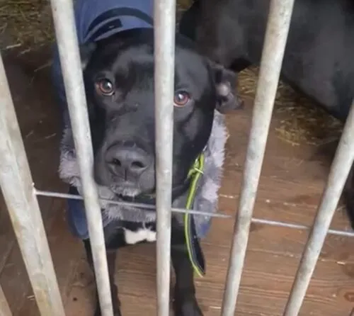 Pies do adopcji, Głowno, 3 stycznia 2026 (4/4)