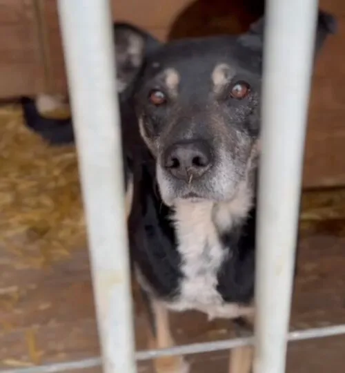 Pies do adopcji, Głowno, 3 stycznia 2026 (1/4)