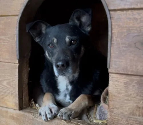 Pies do adopcji, Głowno, 3 stycznia 2026 (3/4)