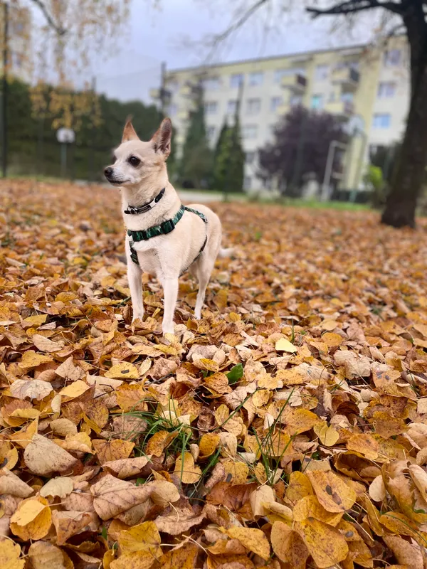 Zaginął pies, Gietrzwałd, 4 stycznia 2026 (1/3)