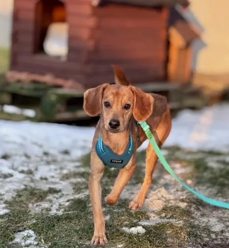 Pies do adopcji, Kraków, 20 grudnia 2025 (3/5)