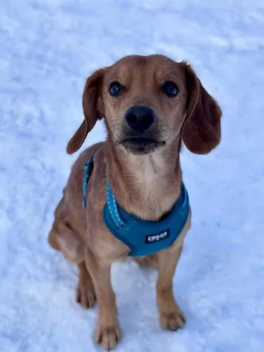 Pies do adopcji, Kraków, 20 grudnia 2025 (5/5)