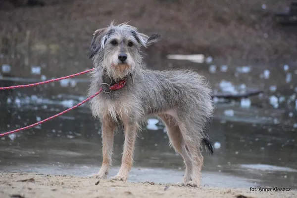 Znaleziono psa, Toruń, 13 grudnia 2025