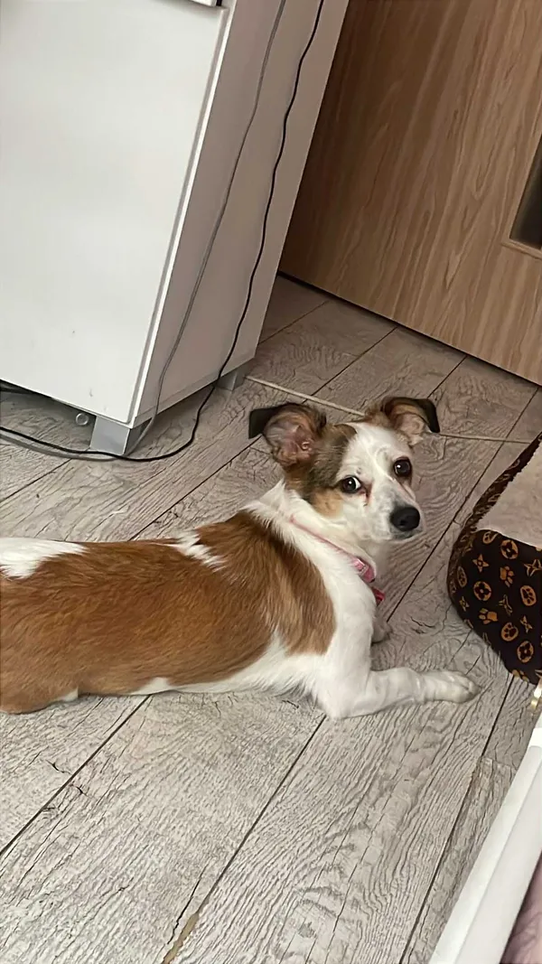 Zaginął pies, Piotrków Trybunalski, Centrum, 4 stycznia 2026 (3/5)