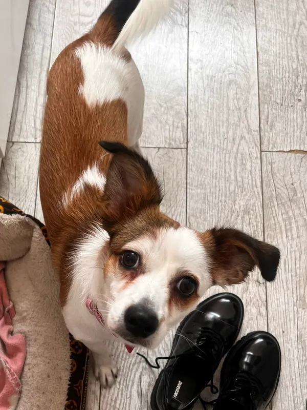 Zaginął pies, Piotrków Trybunalski, Centrum, 4 stycznia 2026 (5/5)