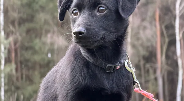 Pies do adopcji, Pieczyska, 4 stycznia 2026 (1/5)