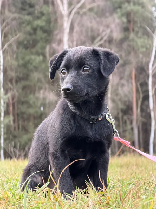 Pies do adopcji, Pieczyska, 4 stycznia 2026 (3/5)