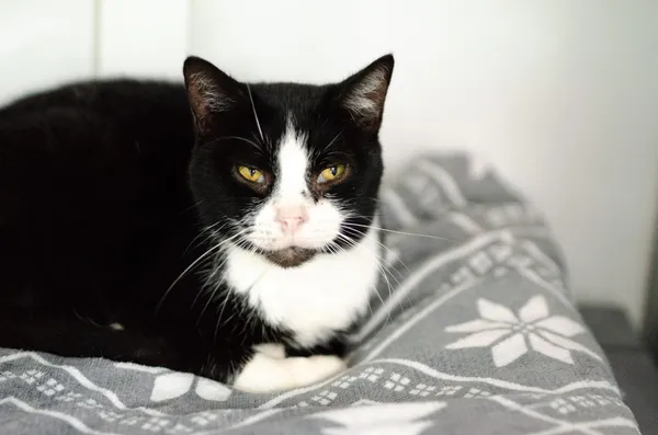 Oddam kota, Warszawa, Koło, 4 stycznia 2026 (1/3)