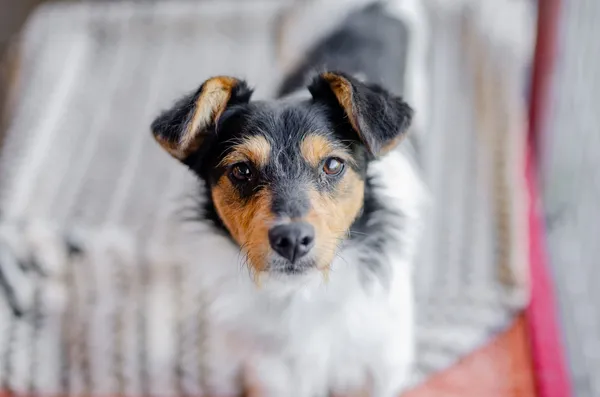 Oddam psa, Warszawa, Lotnisko, 5 stycznia 2026 (2/4)