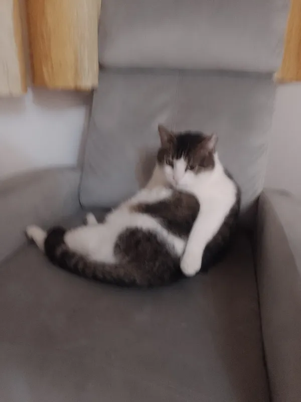 Zaginął kot, Ustka, Grabienko, 5 stycznia 2026 (2/2)