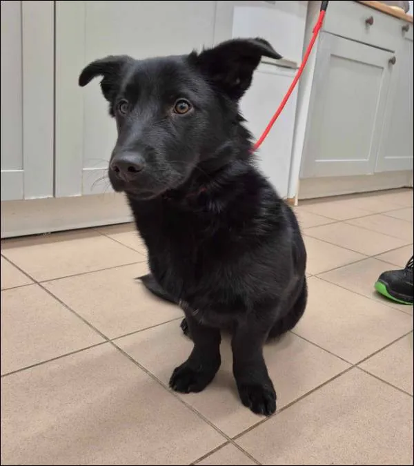 Znaleziono psa, Grudziądz, 4 stycznia 2026