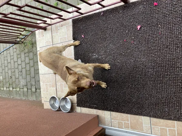 Zaginął pies, Łódź, 4 stycznia 2026