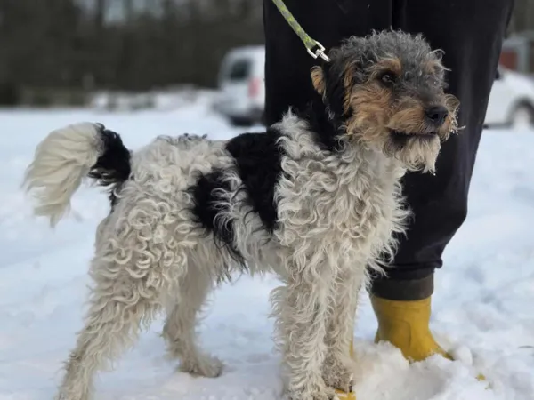 Pies do adopcji, Zgierz, 4 stycznia 2026 (1/5)