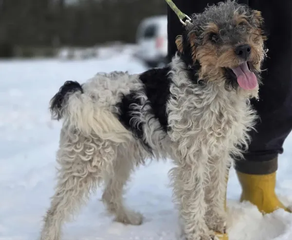 Pies do adopcji, Zgierz, 4 stycznia 2026 (4/5)