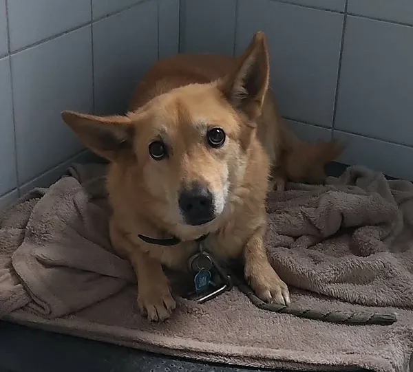 Znaleziono psa, Lublin, 3 stycznia 2026