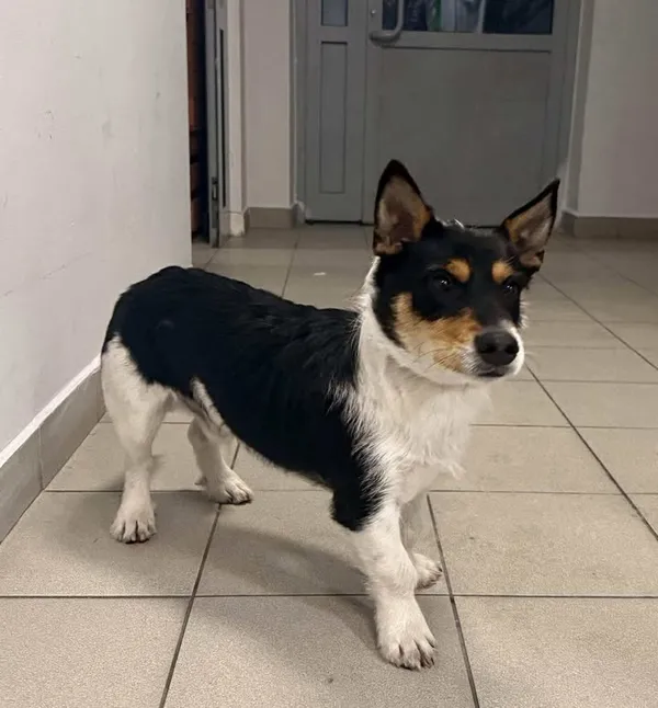 Znaleziono psa, Lublin, 5 stycznia 2026