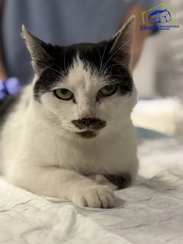 Znaleziono kota, Szczecin, 4 stycznia 2026