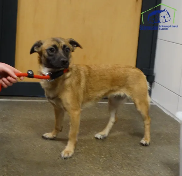 Znaleziono psa, Szczecin, 4 stycznia 2026