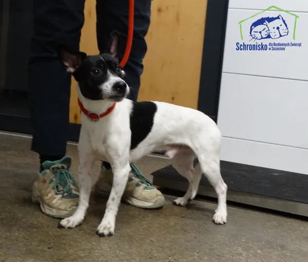 Znaleziono psa, Szczecin, 3 stycznia 2026 (2/2)