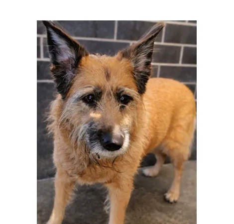 Znaleziono psa, Wrocław, 3 stycznia 2026