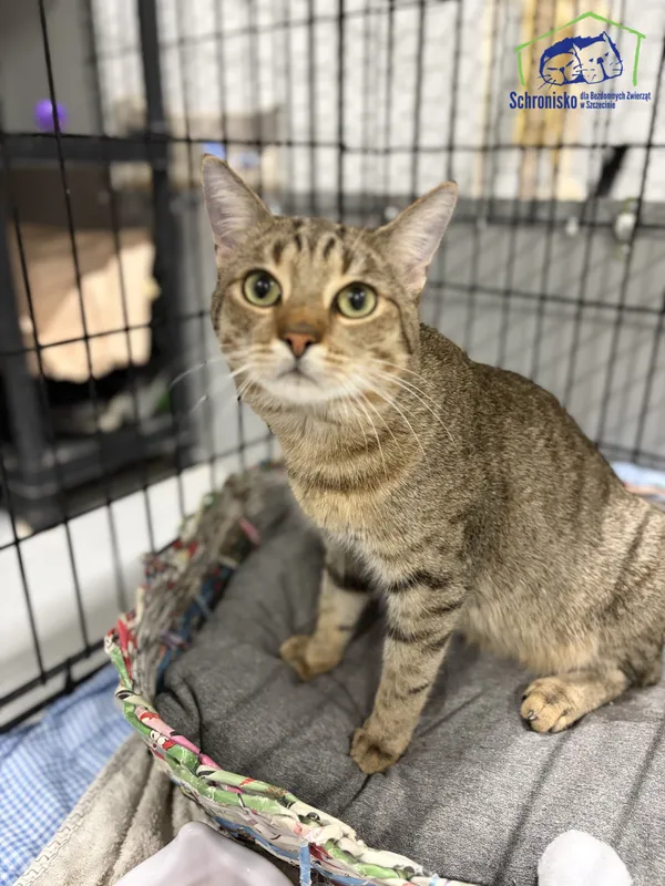 Kot do adopcji, Szczecin, 3 stycznia 2026 (2/2)