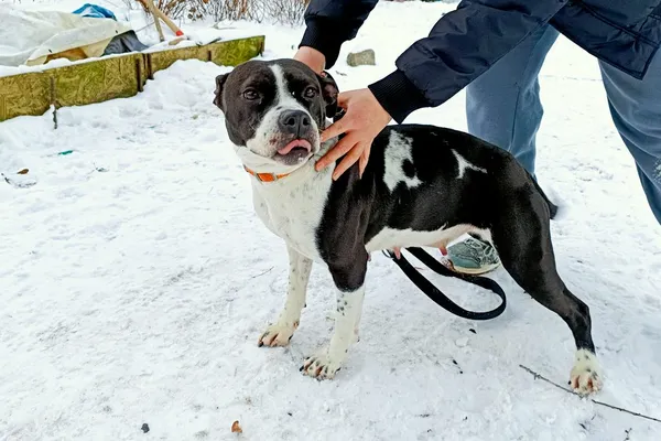 Pies do adopcji, Wałbrzych, 11 grudnia 2025