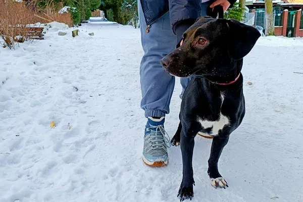 Pies do adopcji, Wałbrzych, 11 grudnia 2025