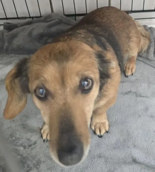 Znaleziono psa, Radom, 1 stycznia 2026